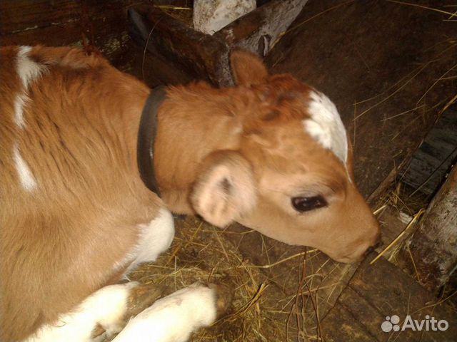 Корова с теленком купить на Зозу.ру - фотография № 7