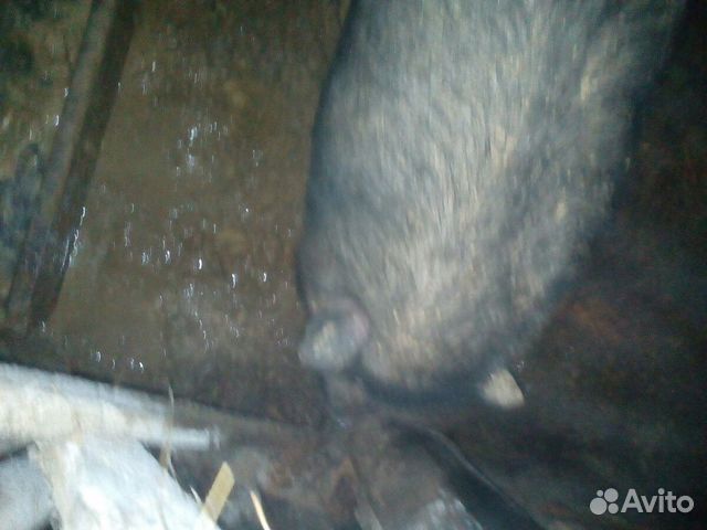Продам свиней купить на Зозу.ру - фотография № 4