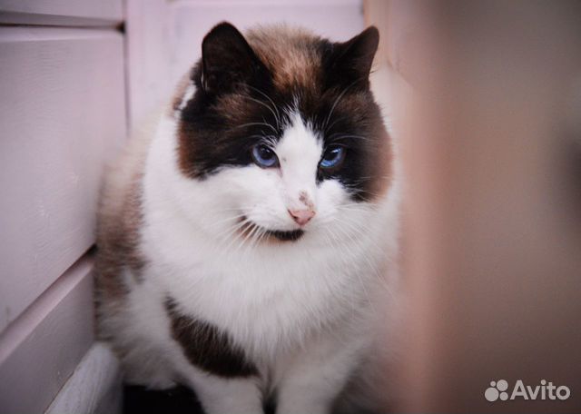 Кошка Груша ищет дом купить на Зозу.ру - фотография № 4
