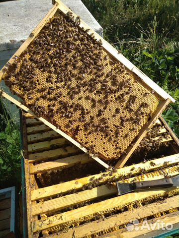 Пчелопакеты. Семьи пчел купить на Зозу.ру - фотография № 4