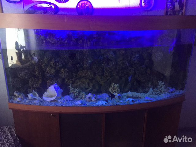 Панорамный аквариум 650 литров с тумбой купить на Зозу.ру - фотография № 1