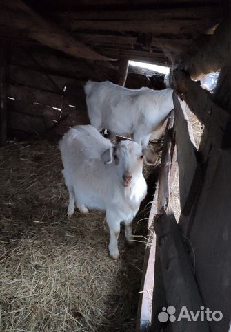 Козлы,козы купить на Зозу.ру - фотография № 1