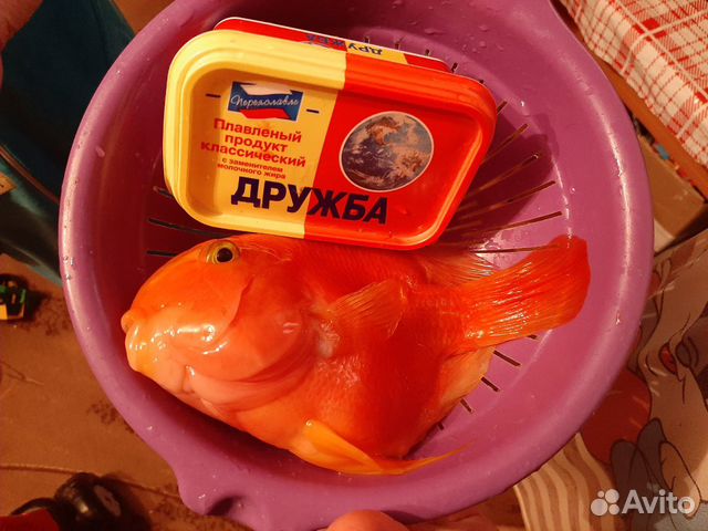 Аквариумные рыбы (попугай, пангасиус) купить на Зозу.ру - фотография № 5
