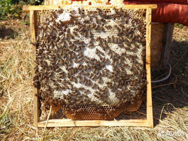 Пчеломатки 2020 от производителя купить на Зозу.ру - фотография № 8