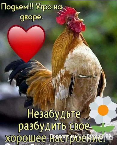 Инкубационное яйцо, цыплята, индюшат, бролеров купить на Зозу.ру - фотография № 1