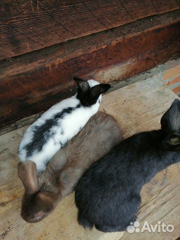 Кролики (Строкач) купить на Зозу.ру - фотография № 4