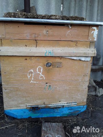 Продается пчелосемья карпатской породы купить на Зозу.ру - фотография № 2