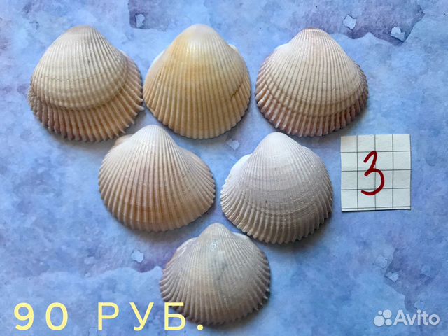 Морские ракушки гребешки купить на Зозу.ру - фотография № 3