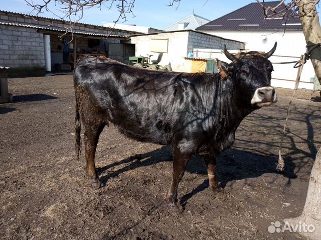Корова, два бычка купить на Зозу.ру - фотография № 1
