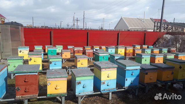 Пчелосемьи с рамками купить на Зозу.ру - фотография № 1