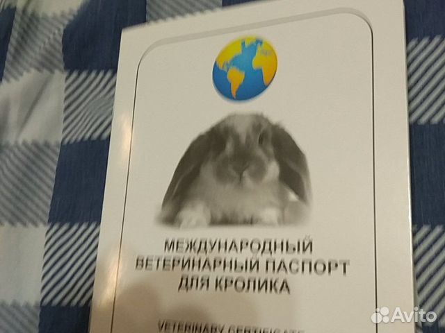 Карликовый королевский кролик купить на Зозу.ру - фотография № 6