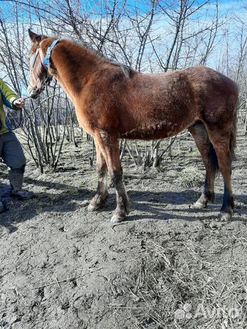 Конь 1, 2 год купить на Зозу.ру - фотография № 2
