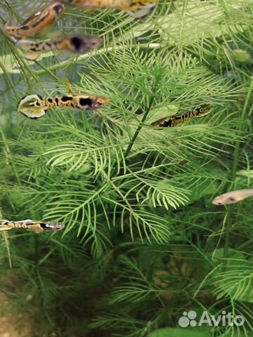 Гуппи Золотой тигр Гуппи Золотой тигр