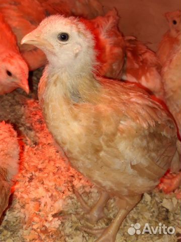 Цыпленок мини мясной купить на Зозу.ру - фотография № 3