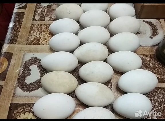 Гусиное инкубационное яйцо,Линда купить на Зозу.ру - фотография № 2