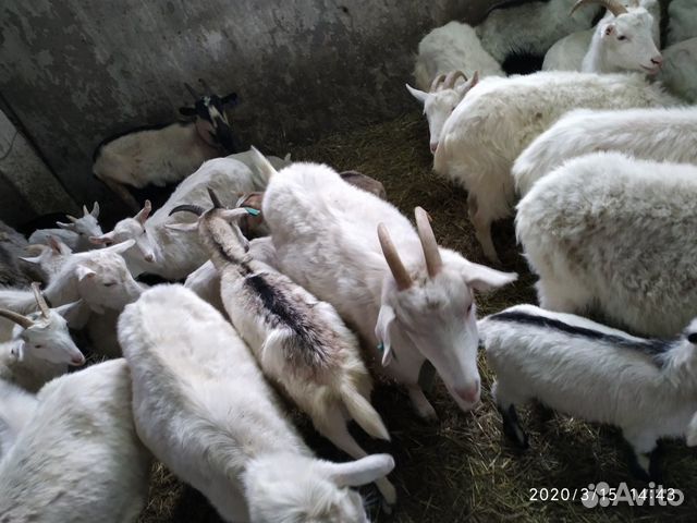 Продаю козы и козлята купить на Зозу.ру - фотография № 5