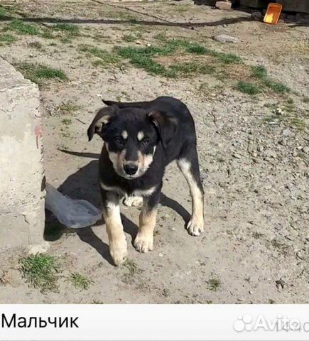 Собака купить на Зозу.ру - фотография № 1