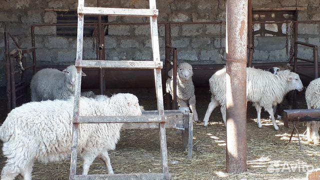 Продам откормленых овец купить на Зозу.ру - фотография № 1