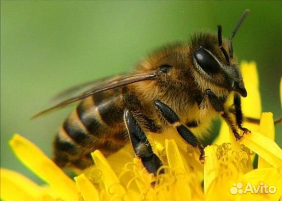 Пчелопакеты (от пчеловодов) купить на Зозу.ру - фотография № 1