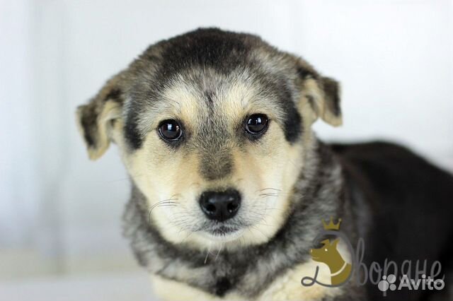 Отдаем Берту в добрые руки