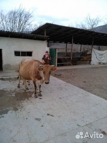 Коровы чистые, здоровые, ухоженные, дойные, с теля купить на Зозу.ру - фотография № 3