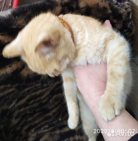 Кошечка бесплатно в добрые руки купить на Зозу.ру - фотография № 2