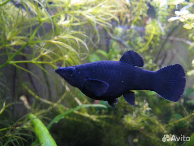 Красивые рыбки для аквариума купить на Зозу.ру - фотография № 1