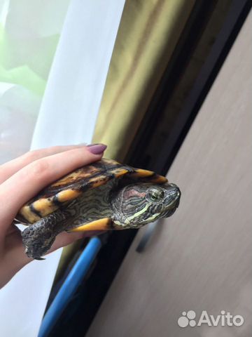 Отдам красноухую черепаху -самца купить на Зозу.ру - фотография № 2