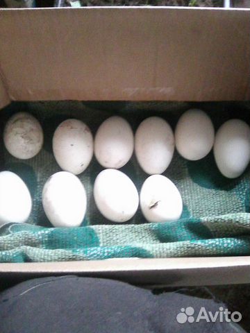 Яйца гусиные на расплод купить на Зозу.ру - фотография № 1