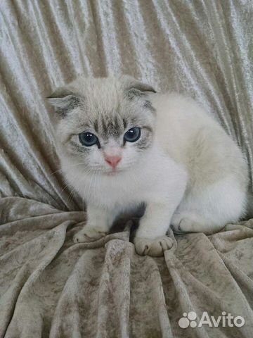 Продаётся кошка 8 месец купить на Зозу.ру - фотография № 1