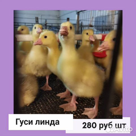 Цыплята и утята, бройлеры купить на Зозу.ру - фотография № 4