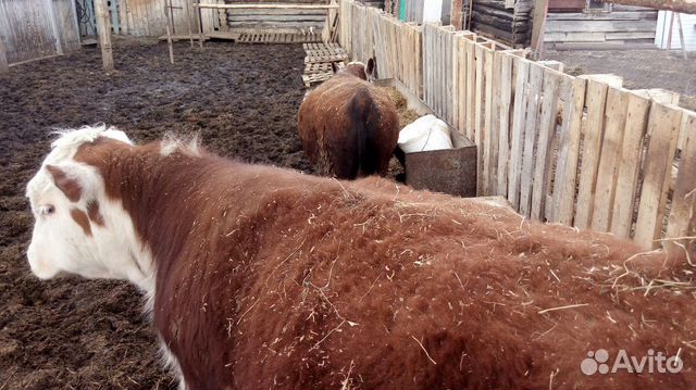 Лошади и жеребята (бычки чистокровные грефорды купить на Зозу.ру - фотография № 4