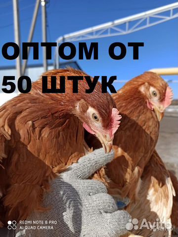 Куры Несушки