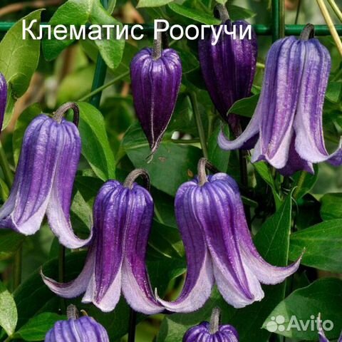 Саженцы садовых растений