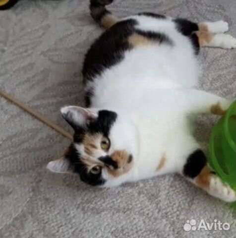 Кошечка Симона 1,5 года в дар в добрые руки Кошечка Симона 1,5 года в дар в добрые руки