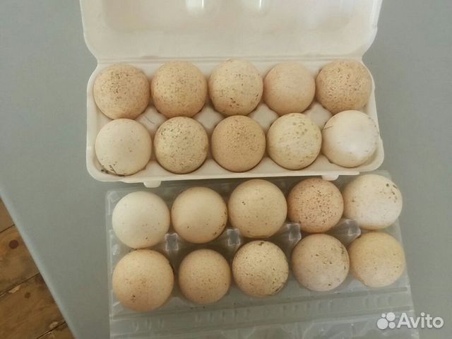 Инкубационное яйцо индюков
