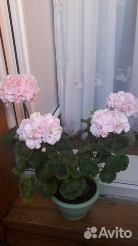 Укорененные черенки сортовых пеларгоний