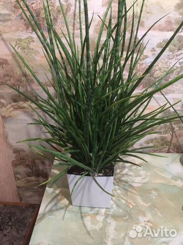 Сансеверия