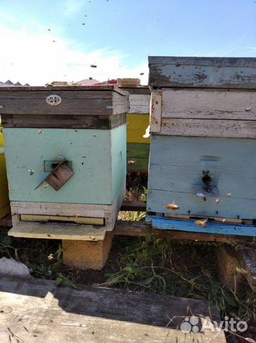 Пчелы, пчелопакеты, матки, улики купить на Зозу.ру - фотография № 5