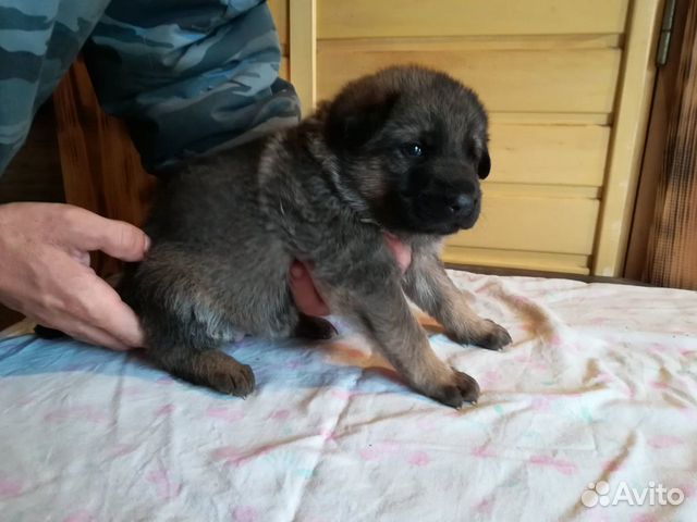 Puppies German shepherd 89130531982 buy 4