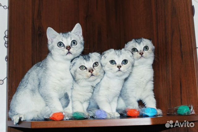 Шотландская Шотландская