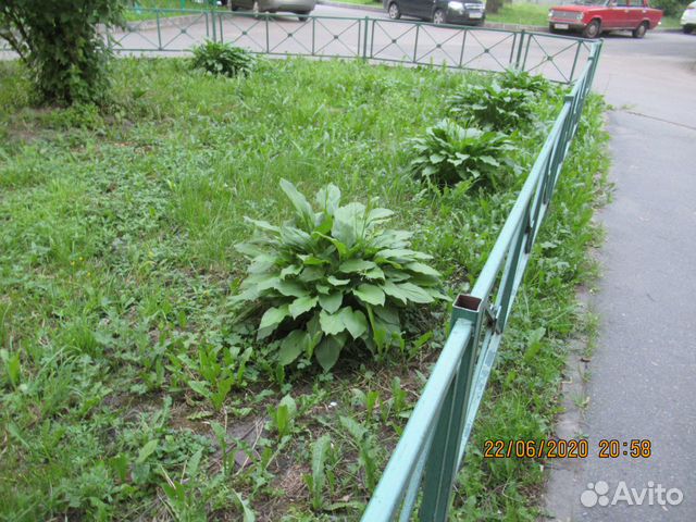 Большие кусты хосты в центре города Большие кусты хосты в центре города