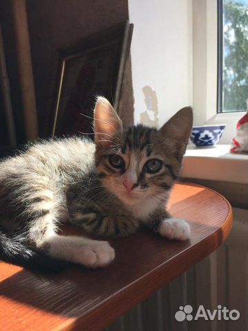 Котёнок-мальчик в добрые руки