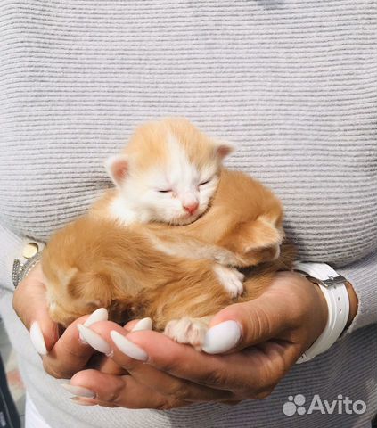 Милые котята с доставкой на дом+корм для них Милые котята с доставкой на дом+корм для них