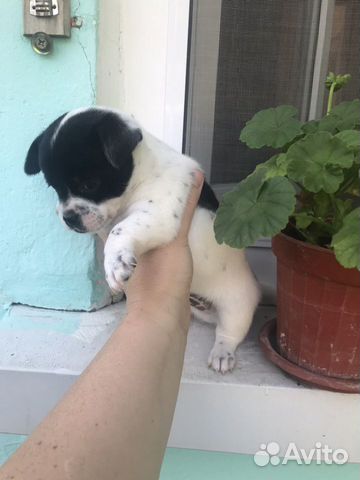 Щенки чихуахуа Щенки чихуахуа