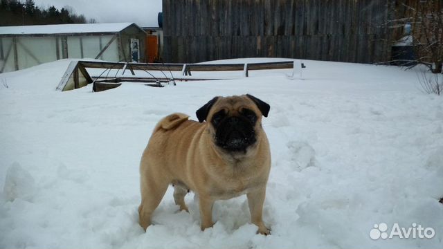 Щенки мопса