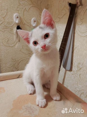 Отдам котенка в добрые руки