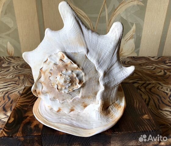 Большая, коллекционная морская ракушка Cassis Corn