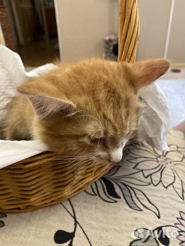 Котёнок 2 месяца Котёнок 2 месяца