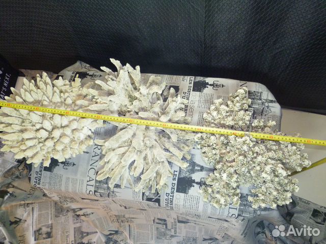 Кораллы морские Кораллы морские